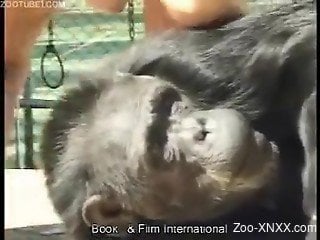Blonde masturbating in front of a horny monkey on cam